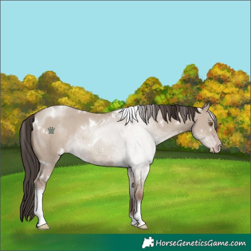 Horse Color:White Spotted Classic Champagne Dun Tobiano Rabicano 