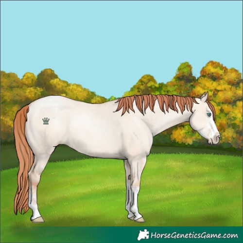 Horse Color:Classic Champagne Pearl Dun Sabino Tobiano Rabicano 