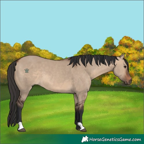 Horse Color:Brown Dun