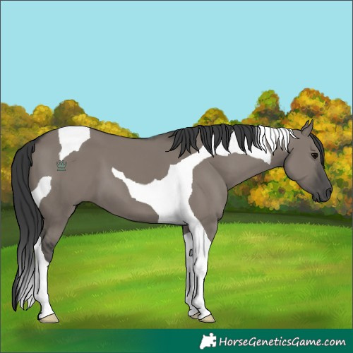 Horse Color:Grullo Tobiano 