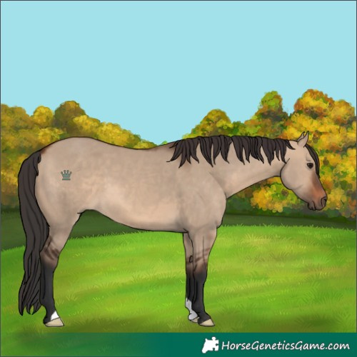 Horse Color:Brown Dun 