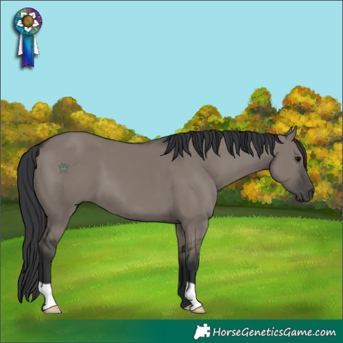 Horse Color:Grullo