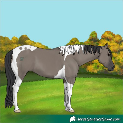 Horse Color:Grullo Tobiano