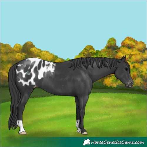 Horse Color:Black Blanket