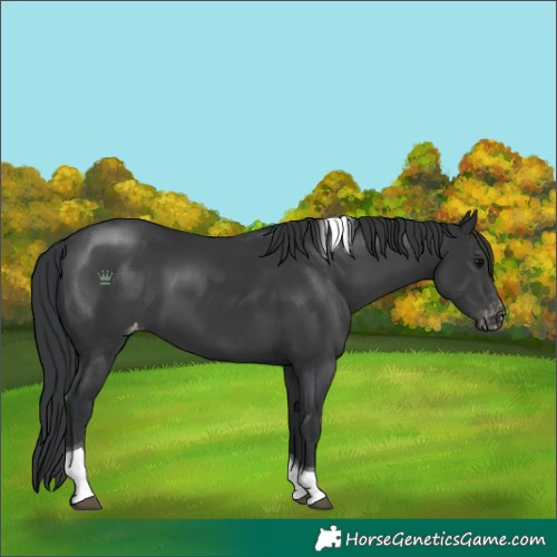 Horse Color:Black Tobiano Varnish 