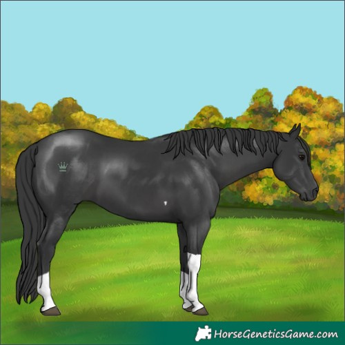 Horse Color:Black Tobiano