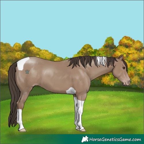 Horse Color:Classic Champagne Tobiano
