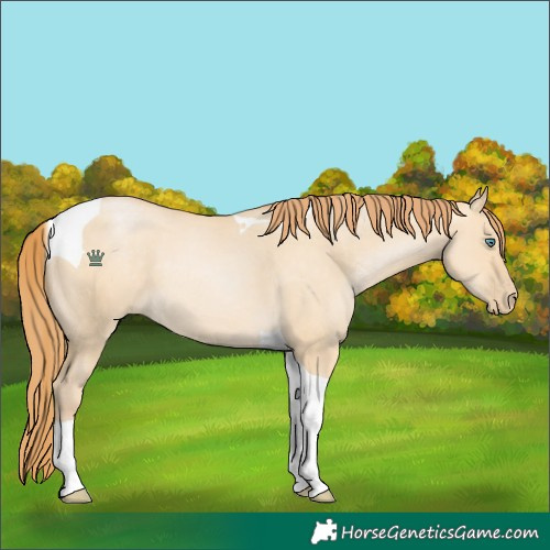 Horse Color:Smoky Grullo Pearl Tobiano 