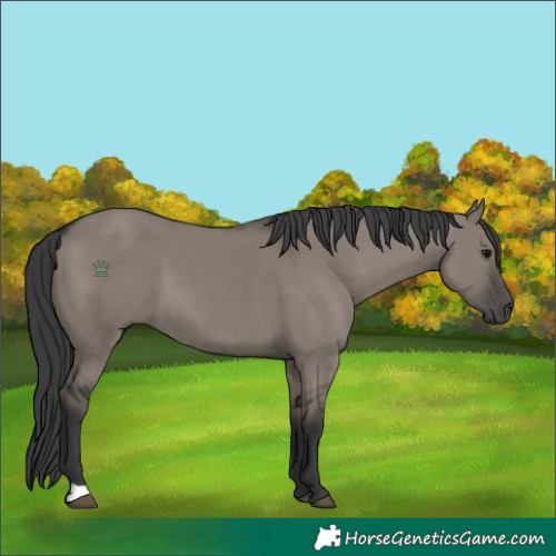 Horse Color:Grullo