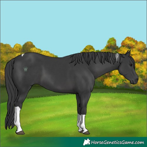 Horse Color:Black Tobiano 