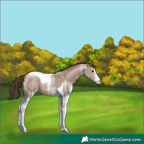 Horse Color:White Spotted Classic Champagne Tobiano 