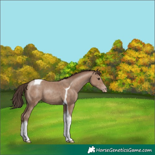 Horse Color:Classic Champagne Tobiano