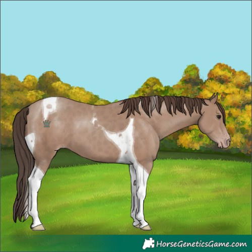 Horse Color:Classic Champagne Tobiano