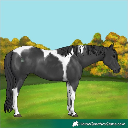 Horse Color:Black Tobiano