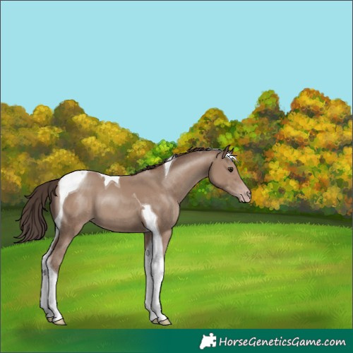 Horse Color:Classic Champagne Tobiano