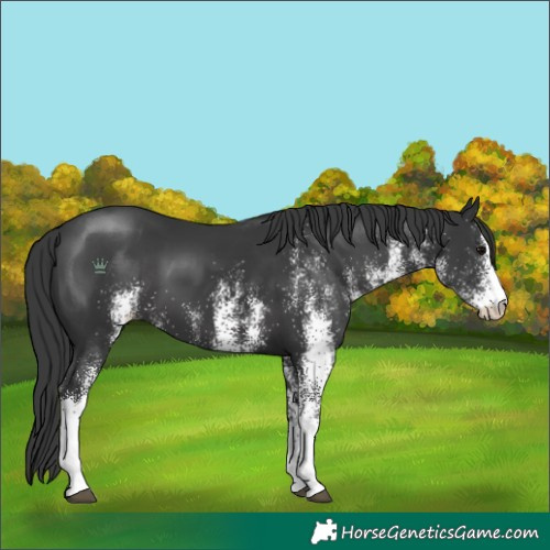 Horse Color:White Spotted Black