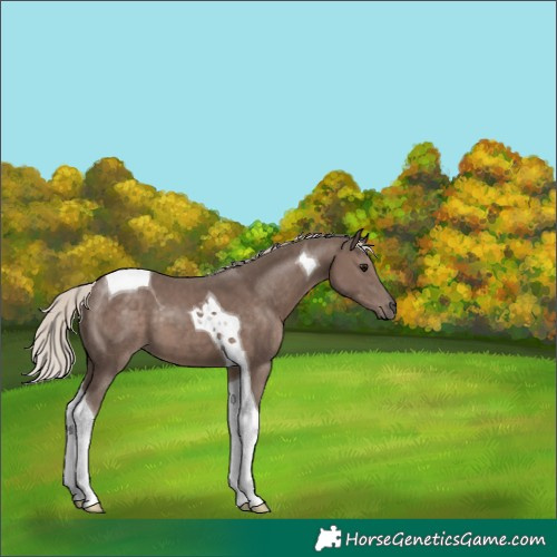 Horse Color:Silver Black Tobiano 