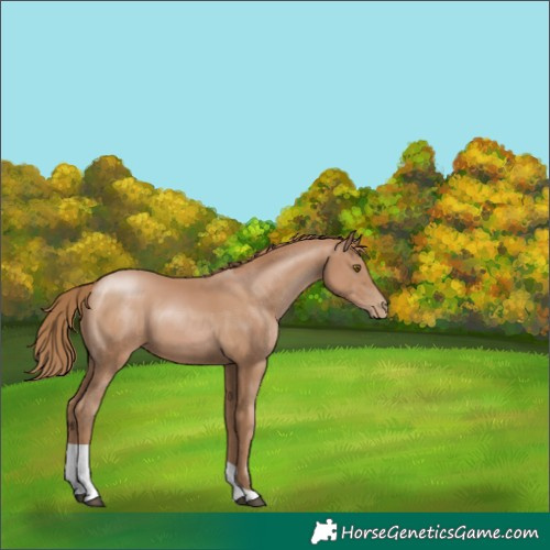 Horse Color:Black Pearl Tobiano 