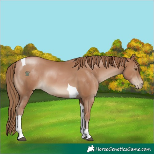 Horse Color:Black Pearl Tobiano