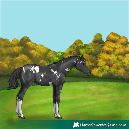 Horse Color:White Spotted Black Tobiano