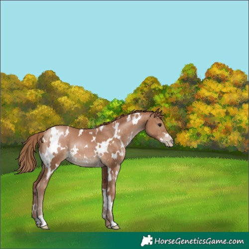 Horse Color:White Spotted Black Pearl
