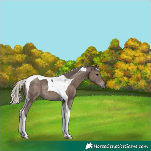 Horse Color:Silver Black Tobiano 