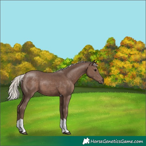 Horse Color:Silver Black Tobiano