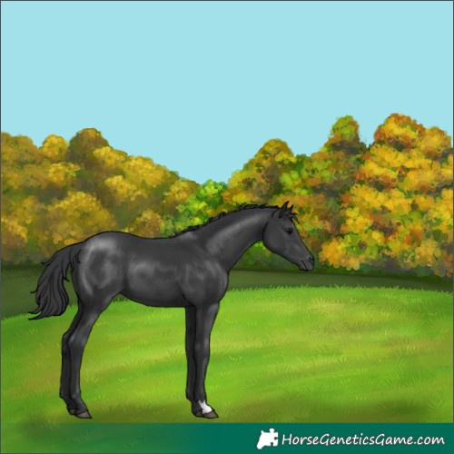 Horse Color:Black 