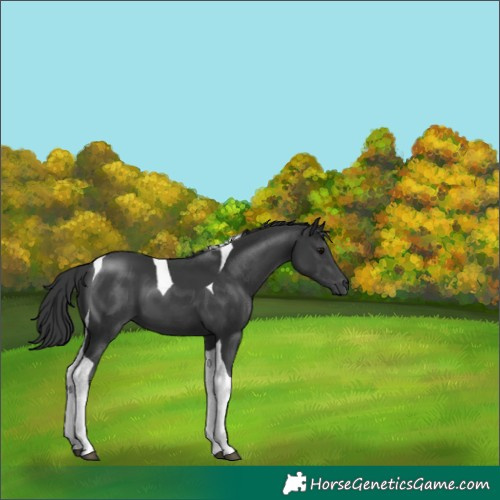 Horse Color:Black Tobiano 