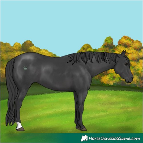 Horse Color:Black 