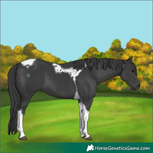 Horse Color:Black Tobiano