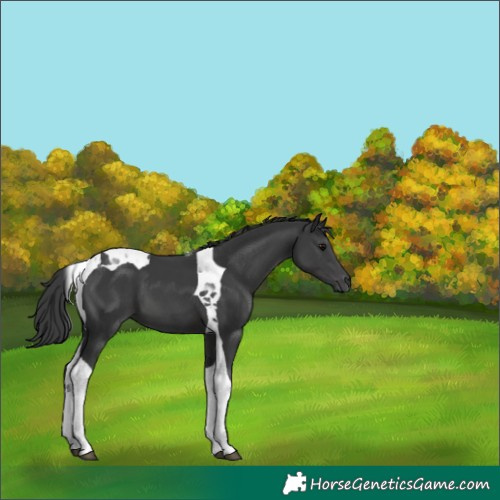 Horse Color:Black Tobiano