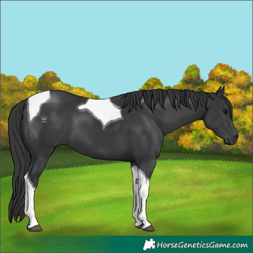 Horse Color:Black Tobiano 