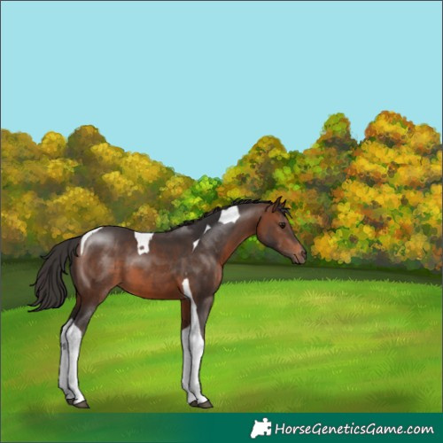 Horse Color:Brown Tobiano