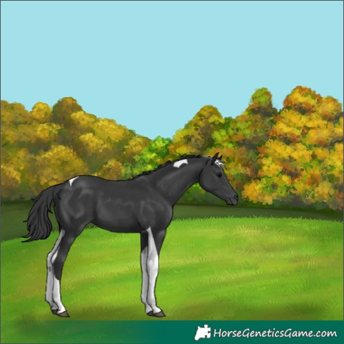 Horse Color:Black Tobiano 