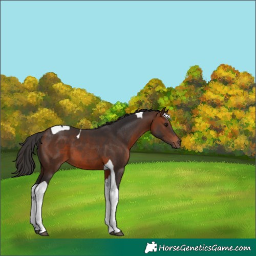 Horse Color:Brown Tobiano