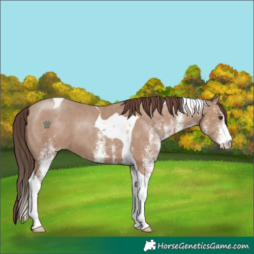 Horse Color:White Spotted Classic Champagne Tobiano