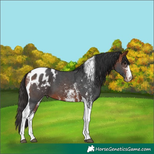Horse Color:Bay Sabino Tobiano Blanket