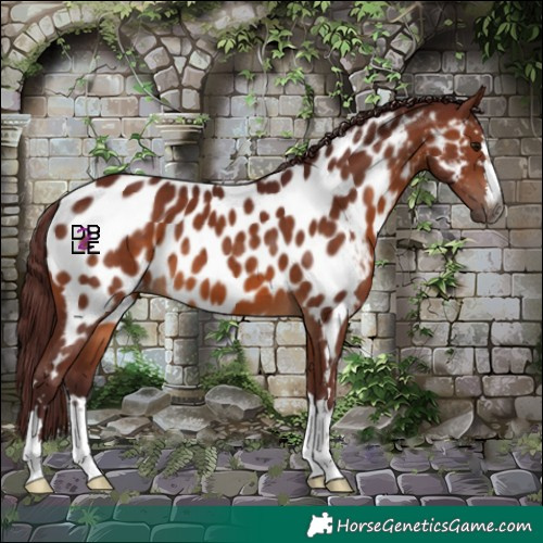 Horse Color:Gray Chocolate Bay Near Leopard