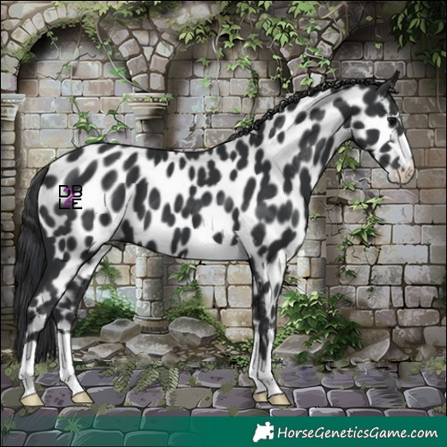 Horse Color:Black Near Leopard 