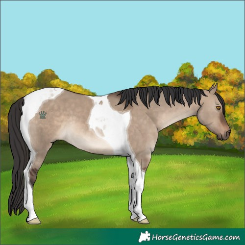 Horse Color:Brown Dun Tobiano
