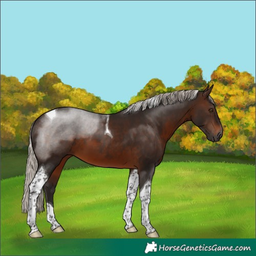 Horse Color:Gray Silver Bay Tobiano