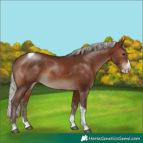 Horse Color:Silver Brown Splash Tobiano 