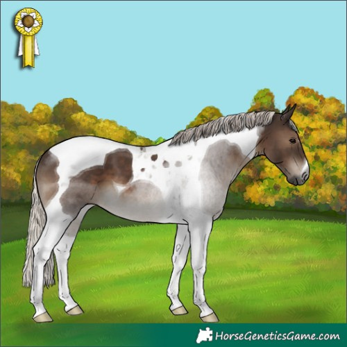 Horse Color:Gray Silver Black Tobiano
