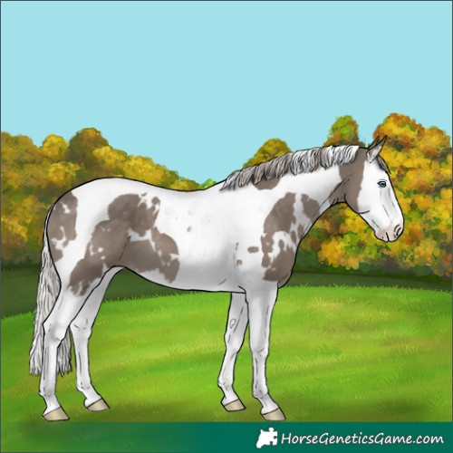 Horse Color:White Spotted Silver Black Splash Tobiano
