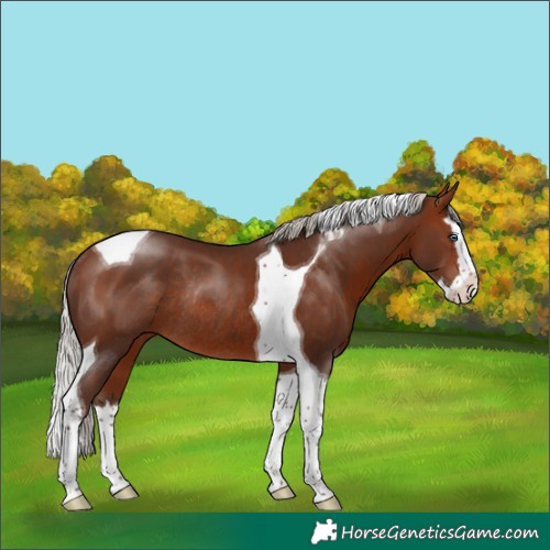 Horse Color:Silver Bay Splash Tobiano Rabicano 