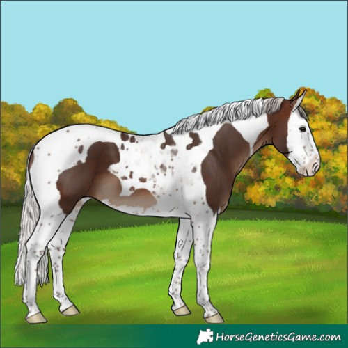 Horse Color:Silver Brown Splash Tobiano 