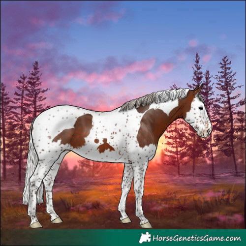 Horse Color:Silver Brown Splash Tobiano