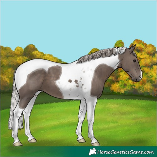 Horse Color:Silver Black Tobiano 