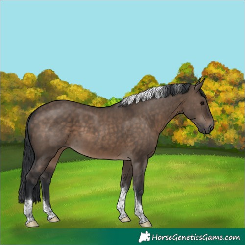 Horse Color:Brown Dun Tobiano Rabicano